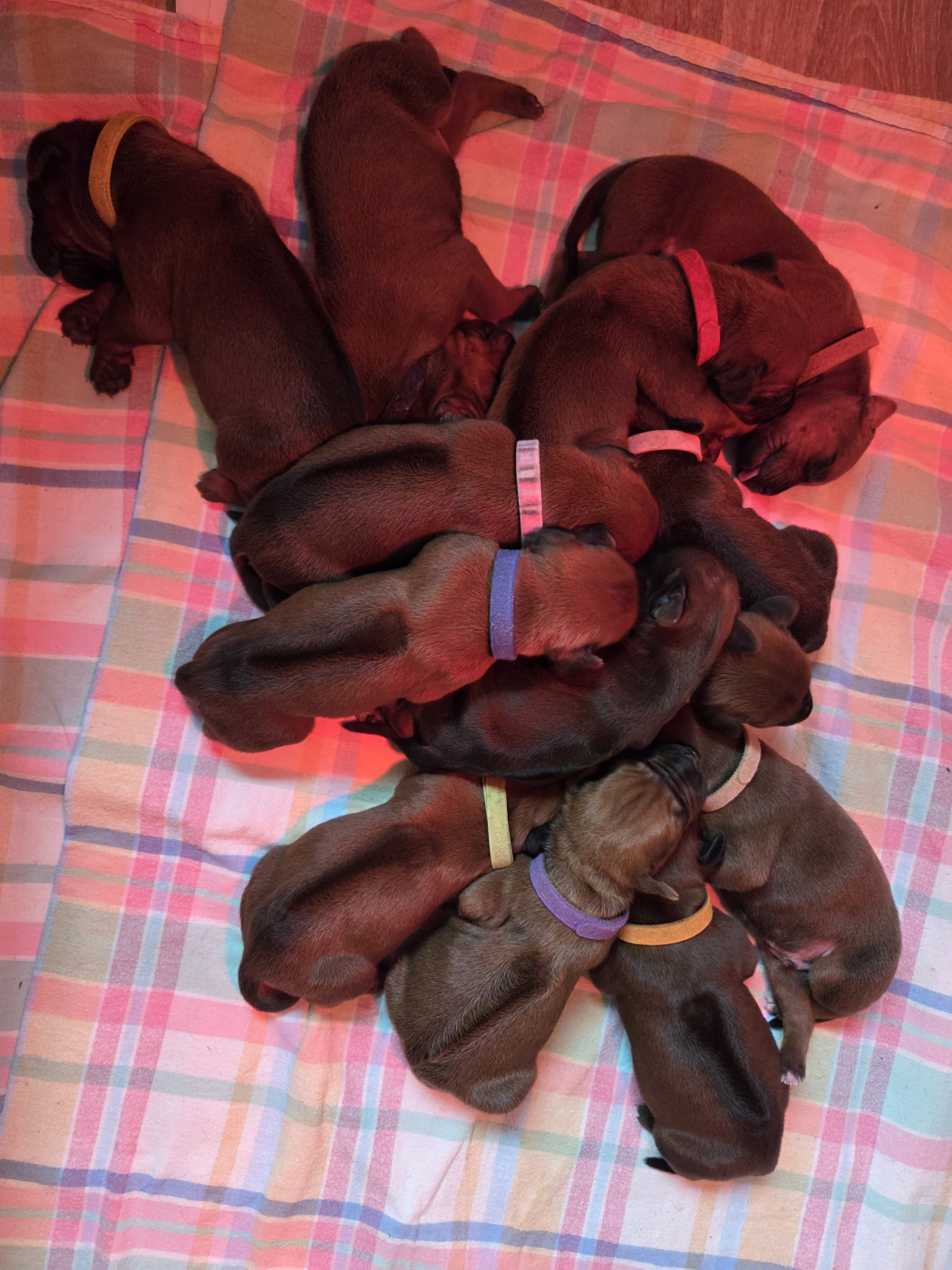 Du Domaine De L'Aître - Rhodesian Ridgeback - Portée née le 30/03/2026