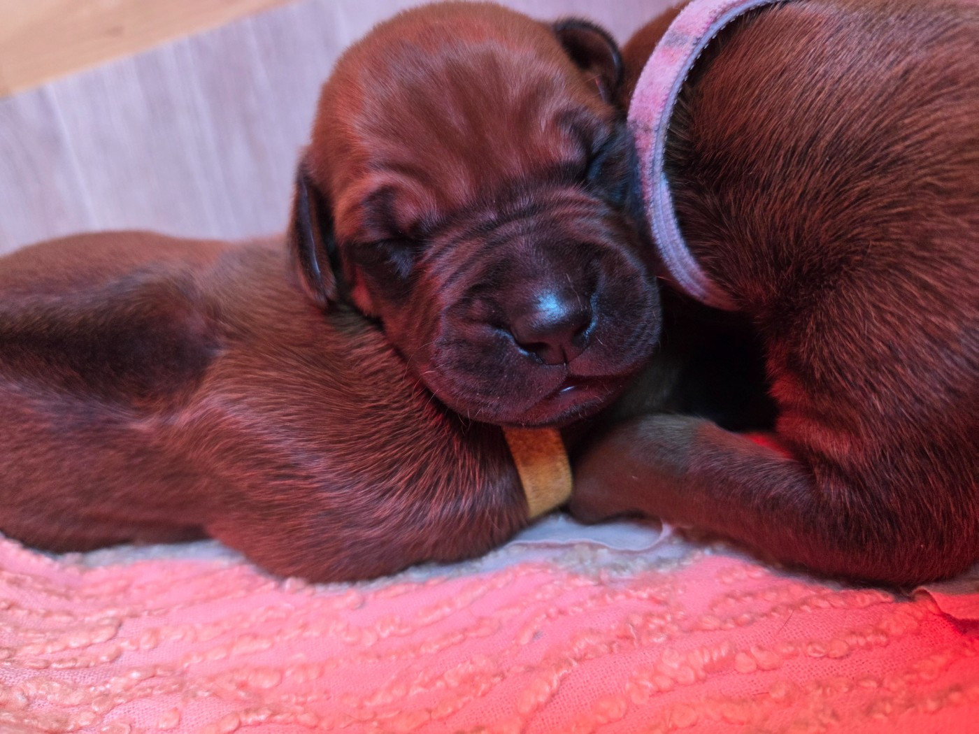 Du Domaine De L'Aître - Chiots disponibles - Rhodesian Ridgeback