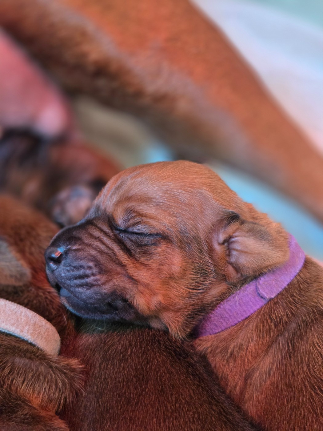 Du Domaine De L'Aître - Chiots disponibles - Rhodesian Ridgeback