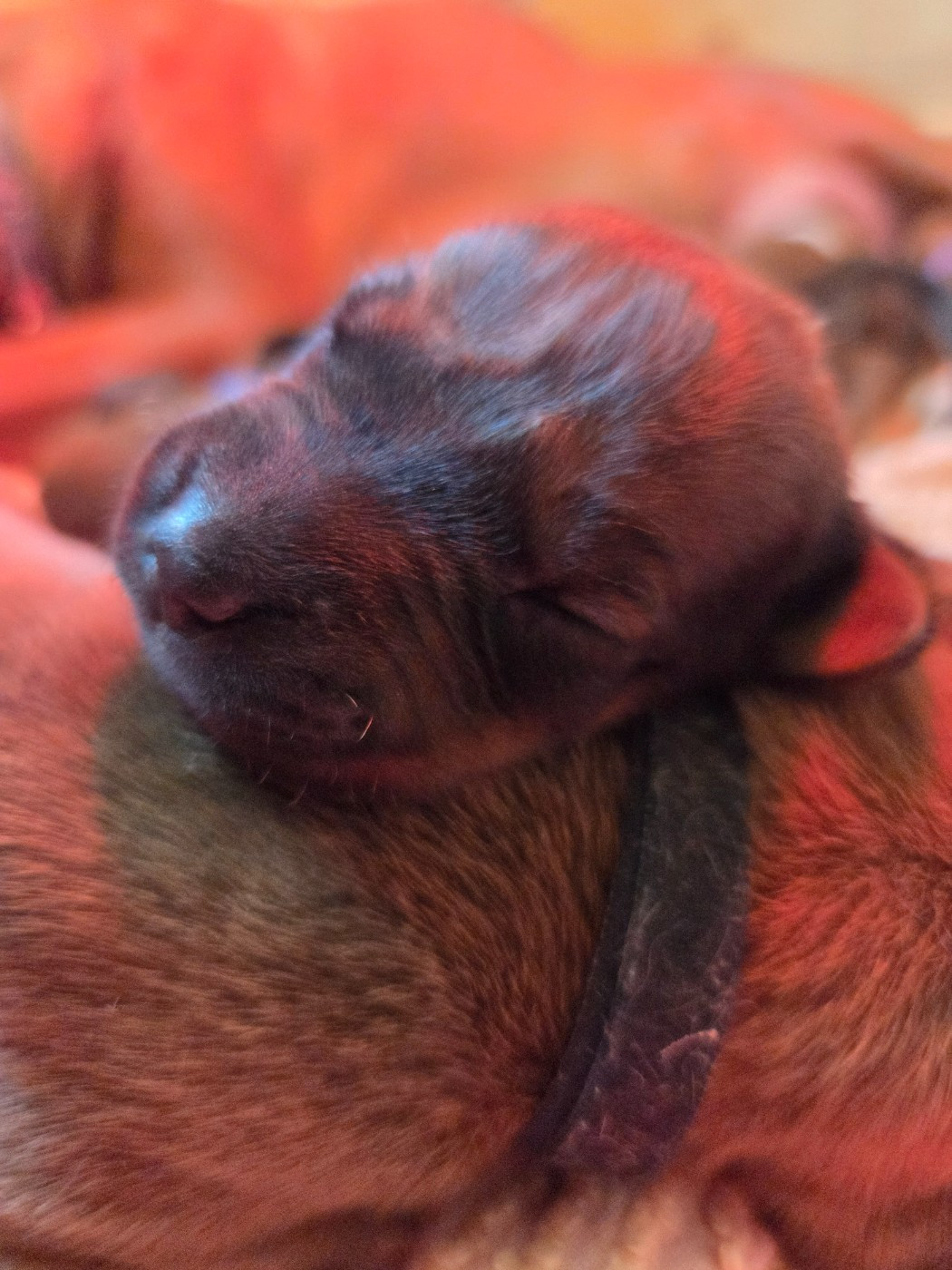 Du Domaine De L'Aître - Chiots disponibles - Rhodesian Ridgeback