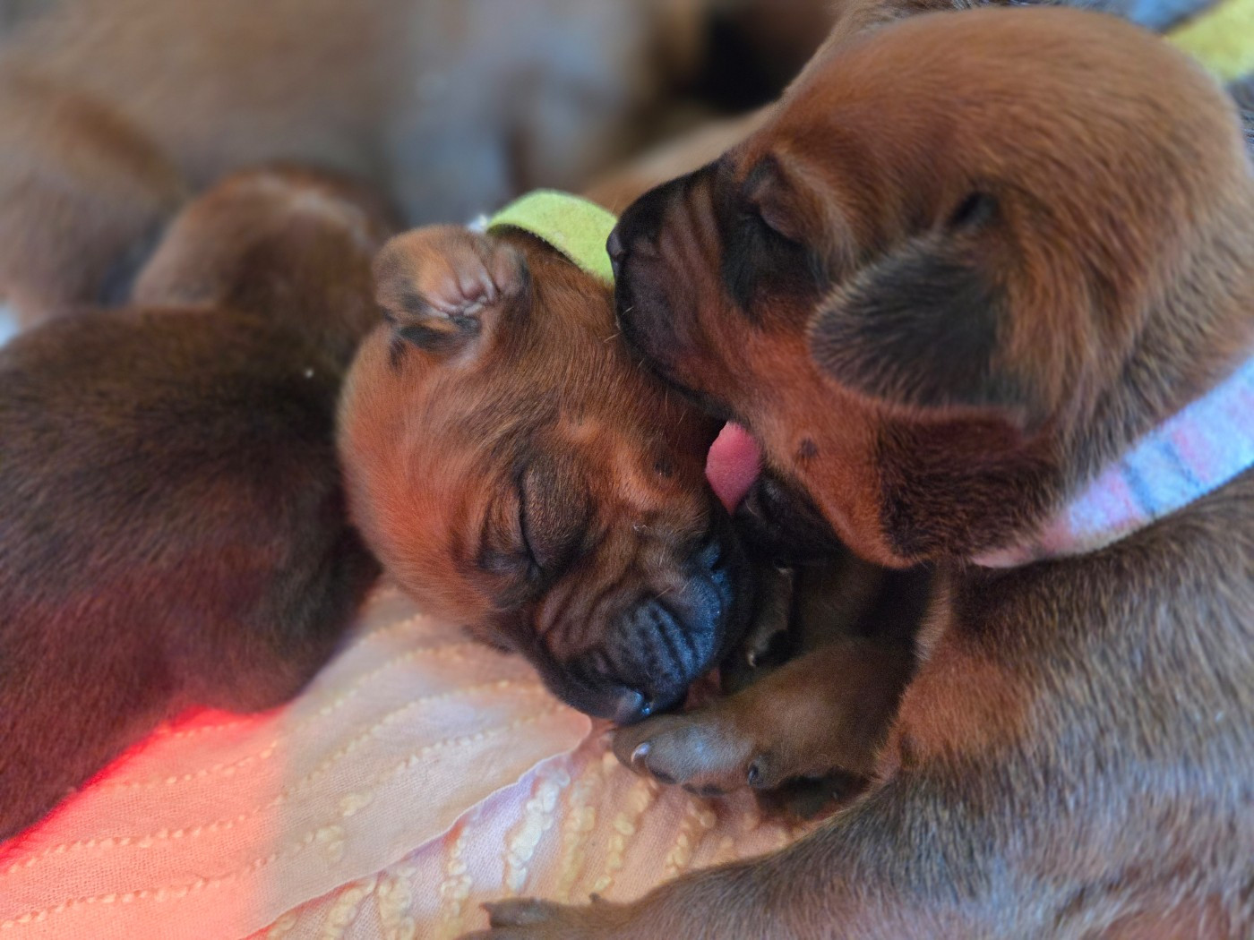 Du Domaine De L'Aître - Chiots disponibles - Rhodesian Ridgeback