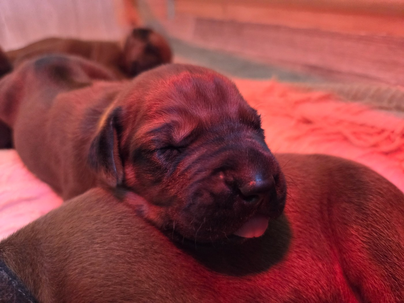 Du Domaine De L'Aître - Chiots disponibles - Rhodesian Ridgeback