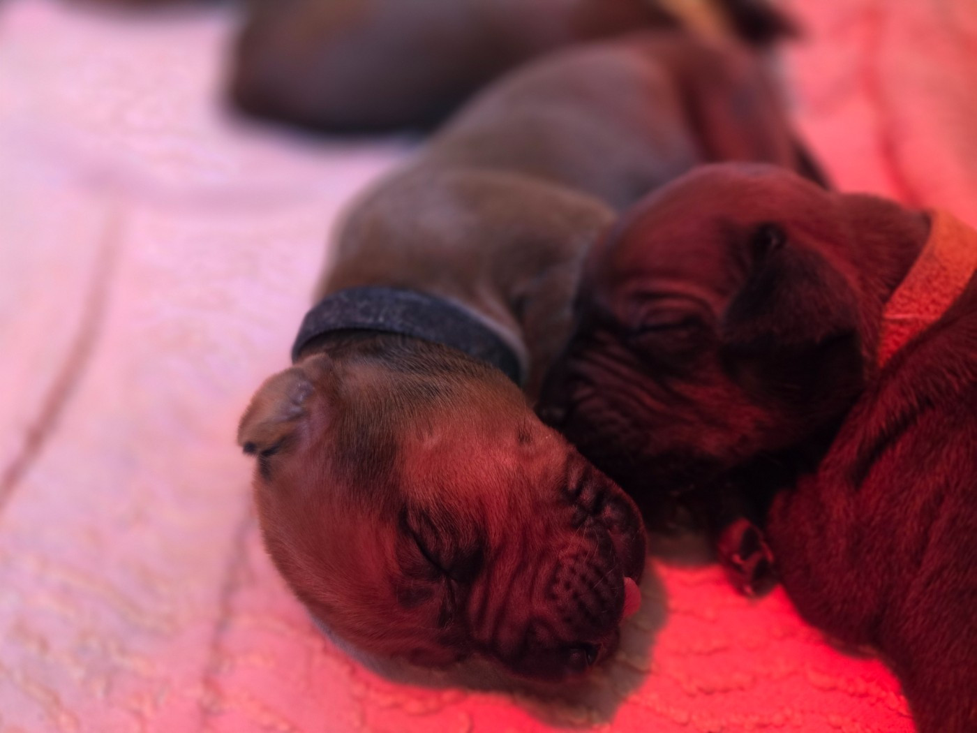 Du Domaine De L'Aître - Chiots disponibles - Rhodesian Ridgeback