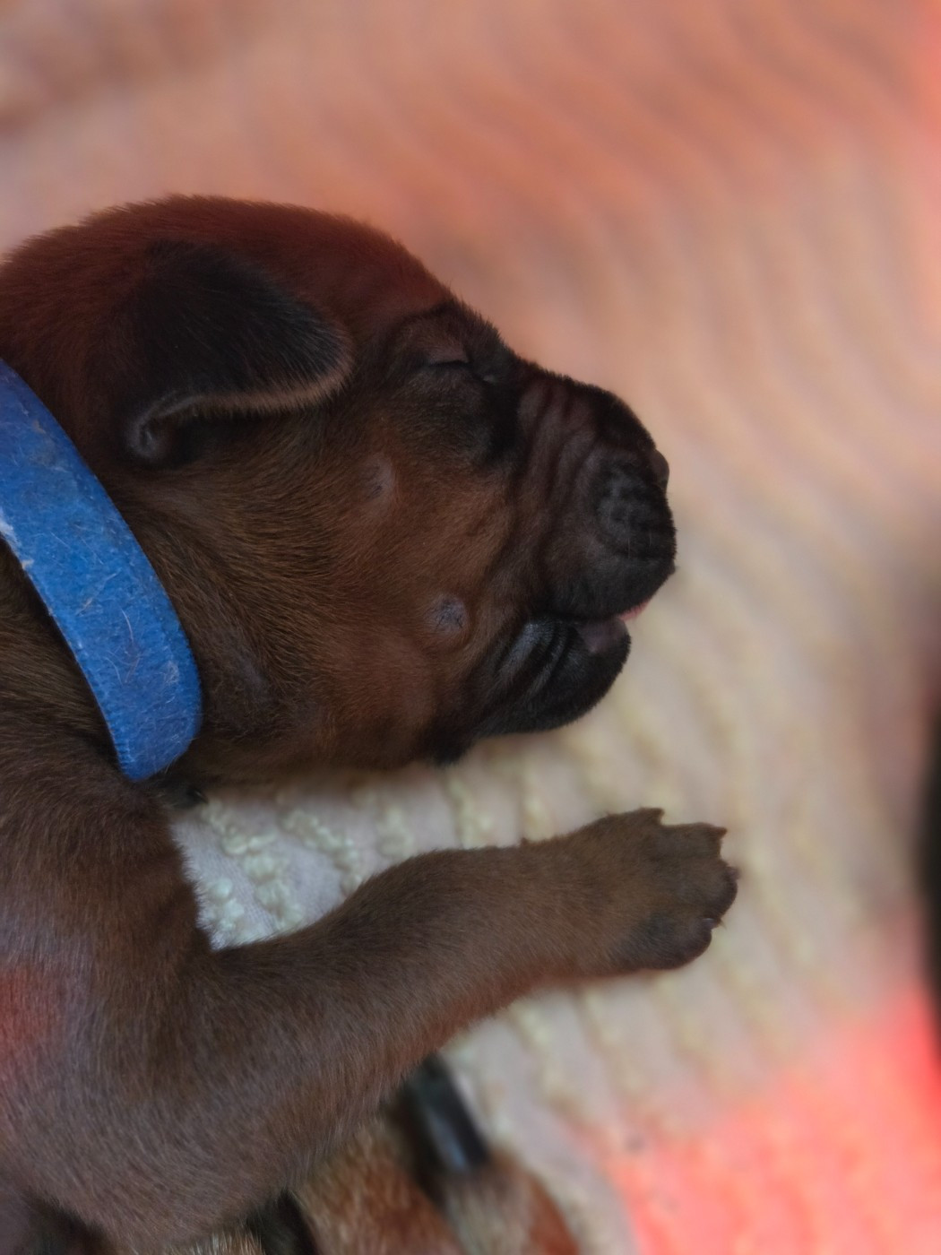 Du Domaine De L'Aître - Chiots disponibles - Rhodesian Ridgeback