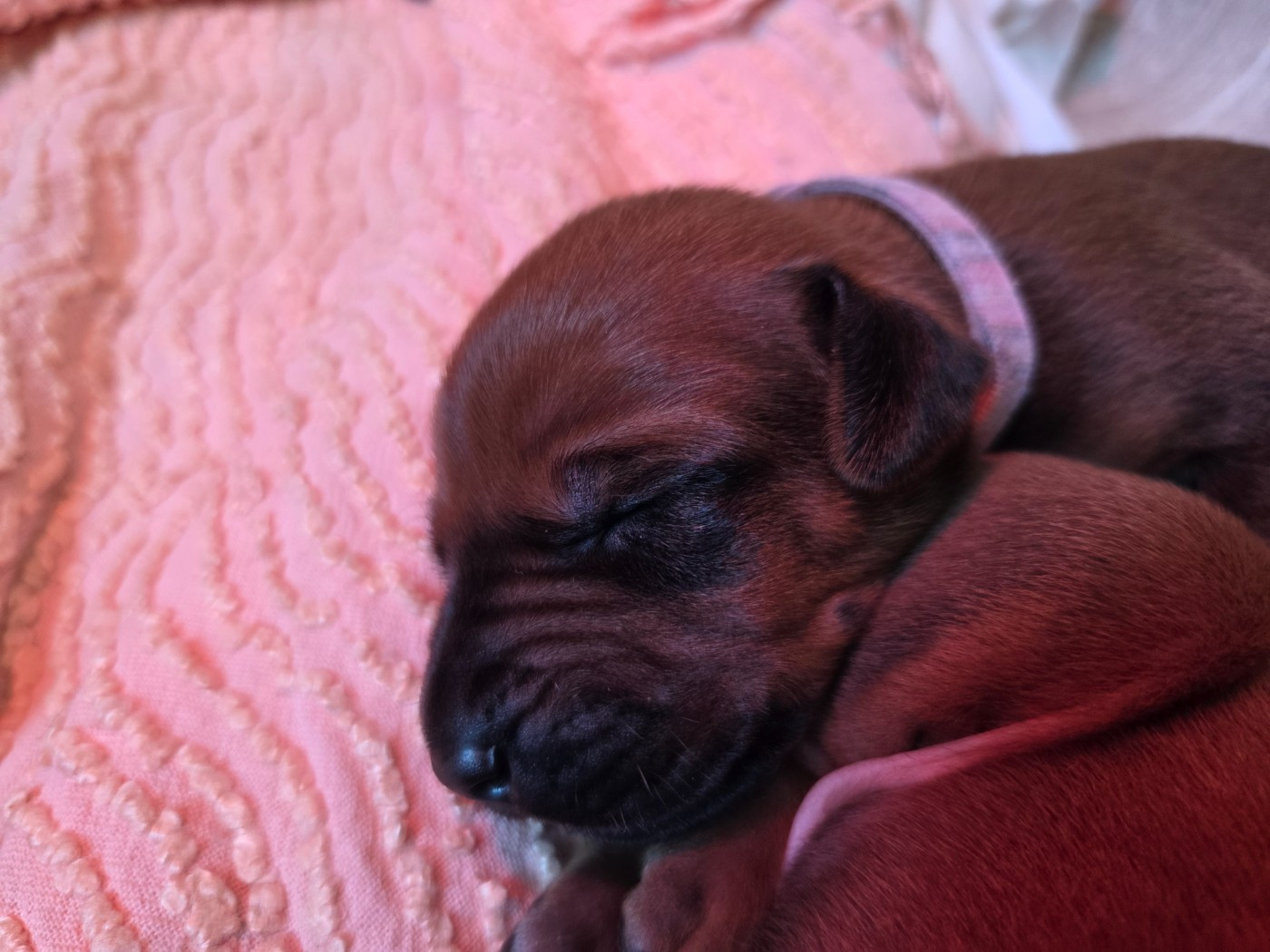 Du Domaine De L'Aître - Chiots disponibles - Rhodesian Ridgeback