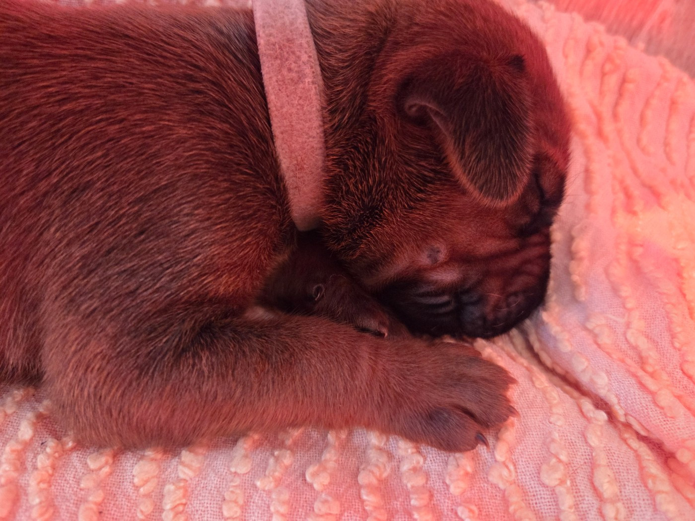 Du Domaine De L'Aître - Chiots disponibles - Rhodesian Ridgeback