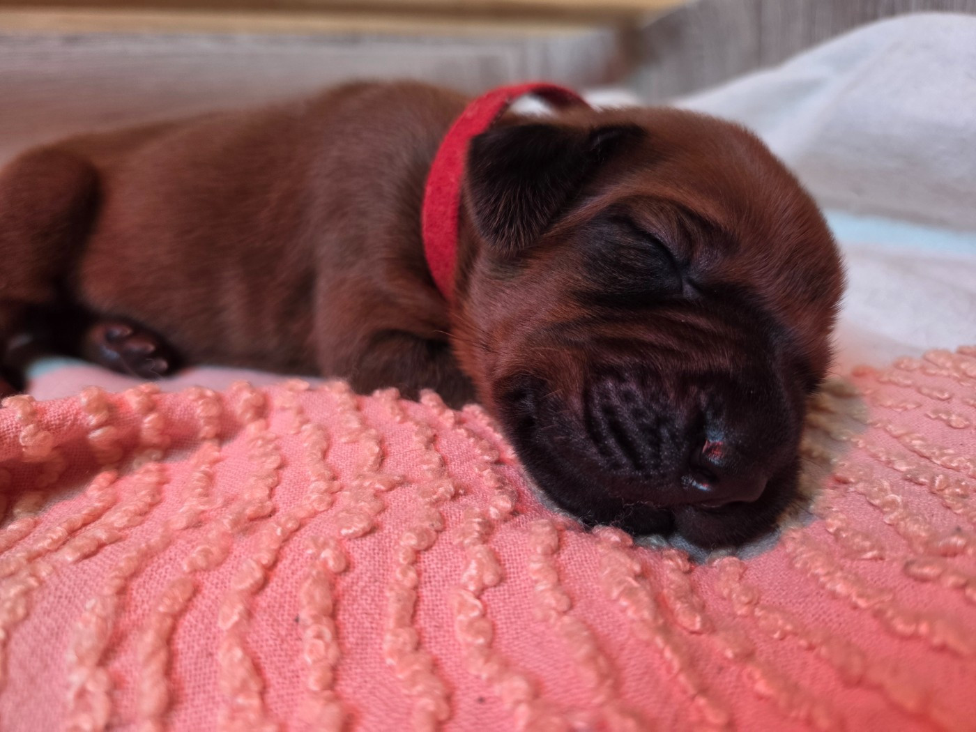 Du Domaine De L'Aître - Chiots disponibles - Rhodesian Ridgeback