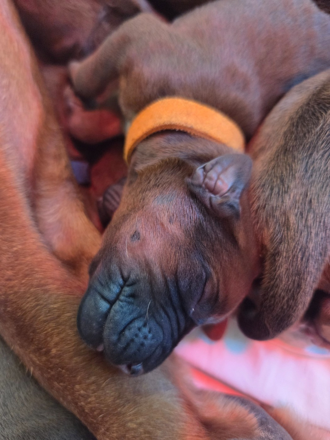 Du Domaine De L'Aître - Chiots disponibles - Rhodesian Ridgeback