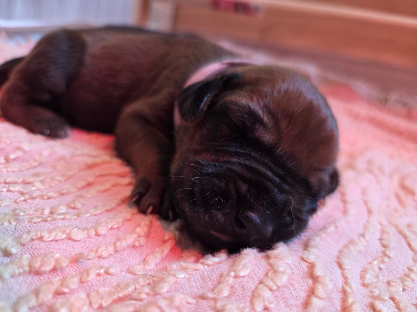 Du Domaine De L'Aître - Chiots disponibles - Rhodesian Ridgeback