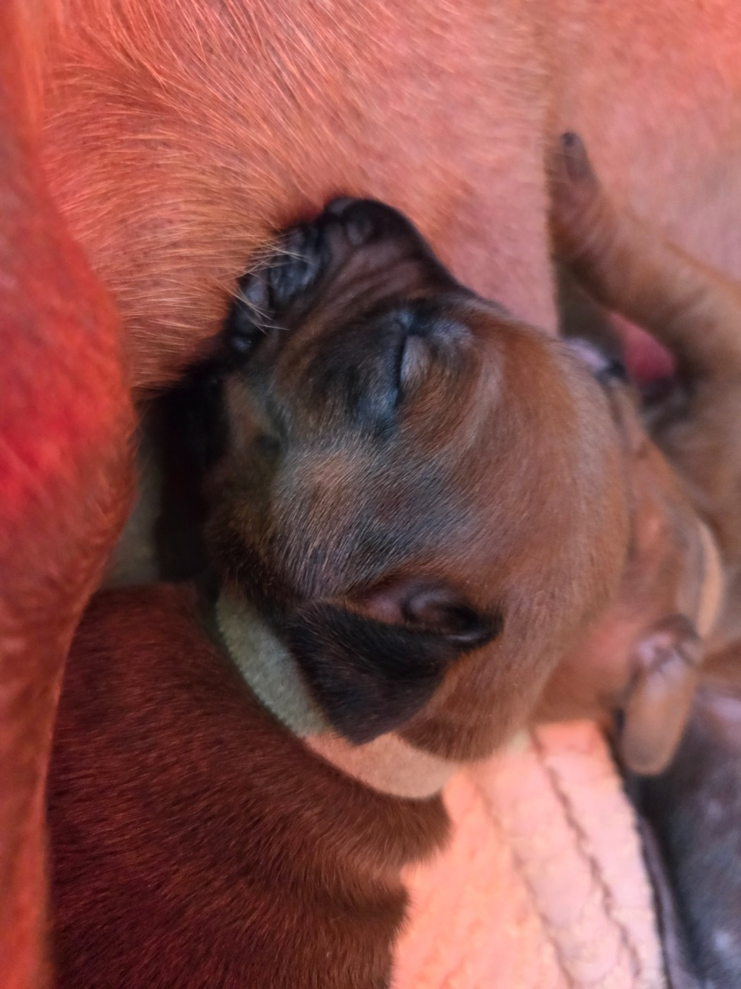 Du Domaine De L'Aître - Chiots disponibles - Rhodesian Ridgeback